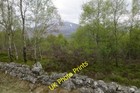 Photo 6x4 Birch woods and Schiehallion Dalriach/NN7459 A view through th c2015