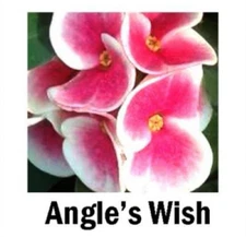 Angel’s Wish**Crown Of Thorns-Euphorbia Milii*CHRIST PLANT*SMALL STARTER PLANT