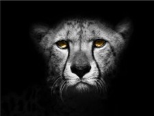 Cheetah Black White Shadow Close Up Cute Cat Poster Print Paper OR Wall Vinyl