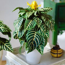 1 x Aphelandra squarrosa Green | Potted Indoor Zebra Plant Gift (25-35cm in Pot)