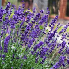5 x Lavender ‘Hidcote’ –9cm Pots –Hardy English Fragrant Evergreen