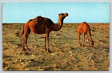 Postcard Arabian Camel or Dromedary in the Desert Camelus dromedarius