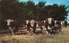 Postcard Cattle