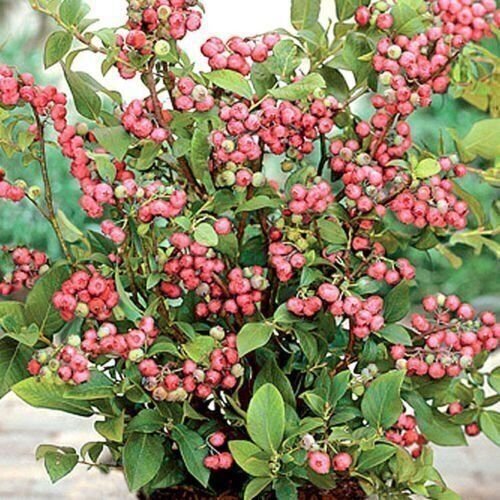 Pink Lemonade Blueberry (Rabbiteye)- Vaccinium - Live Plant | eBay