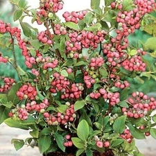 Pink Lemonade Blueberry (Rabbiteye)- Vaccinium - Live Plant