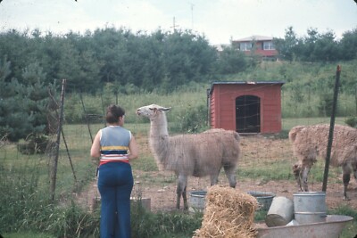 1970s Woman Feeding Llamas Hay Petting Zoo Enclosure Animals Vintage 35mm Slide