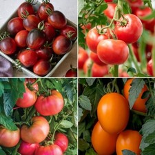 Tomato Seeds - Huge Selection of Varieties