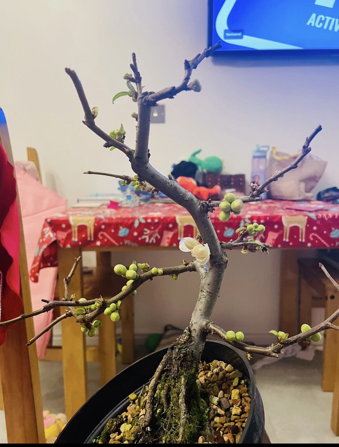 Chinese quince white flowering bonsai trees eBay