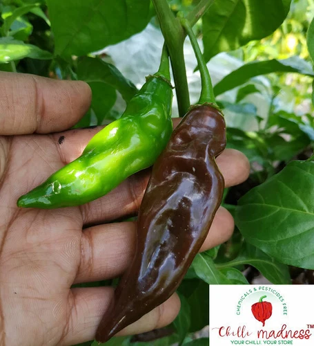 Aji Panca Chocolate Chilli Pepper Sustainably Grown in Australia 10 Seeds - Picture 2 of 10