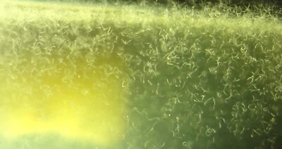 SD CULTURES Vinegar Eel Starter Culture - Easy Live Food for Fry, Nano Fish, Guppy, Betta