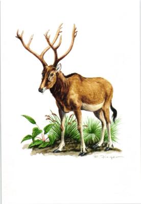 Davidshirsch (Elaphurus davidianus) Grafikmaß: ca 20 x 30 cm
