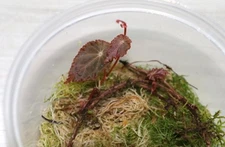 BEGONIA HITCHCOCKII MINIATURE CREEPING COMPANION PLANT BARE-ROOT