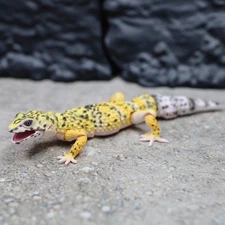 Bandai Gashapon Leopard Gecko Action Figure ADVANCE High Yellow  Color
