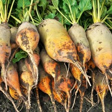 KORZEŃ WADLIWY URSUS POLY 25+ NASIONA BETA VULGARIS R 189