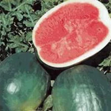 WATERMELON SEED, BLACK DIAMOND, HEIRLOOM, 100 SEEDS, NON GMO, MELON