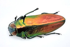 Buprestidae, Belionota tricolor, A2, 23 mm, Halmahera, #BP145