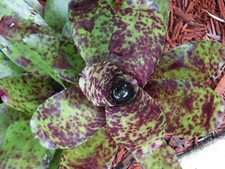 Neoregelia CAVIAR Bromeliad one tropical plant SMALL 