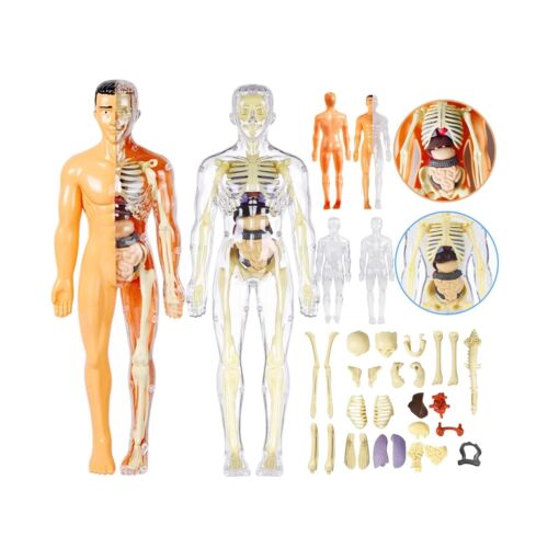 3D Human Body Anatomy Model(Half&Fully Transparent) for Kids 8-12, Skeleton M...