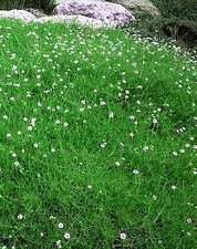 Irish Moss 50 Seeds - Sagina - Perennial