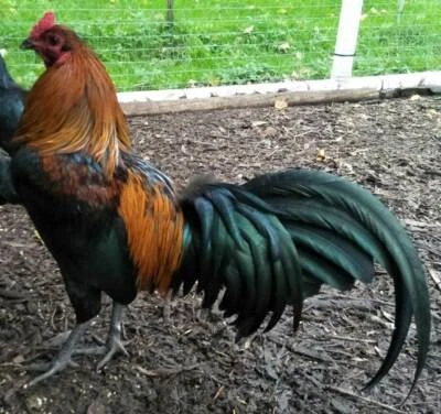 Asian Gamefowl For Sale Asian Gamefowl For Sale