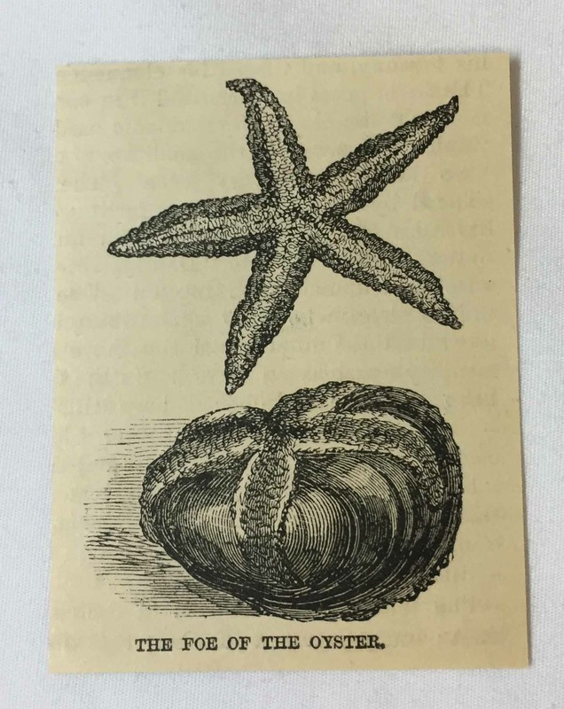 small 1886 magazine engraving~ STARFISH - THE FOE OF THE OYSTER