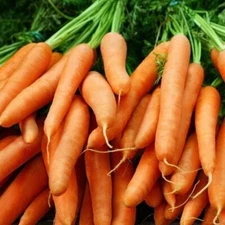 Little Fingers Baby Carrot Seeds | NON-GMO | Heirloom | Fresh Vegetable Seeds