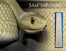 1 .250" Ivory Snake Juma ( 1/4" ) Scale 2" x 12" - Knife Handle Material Blank