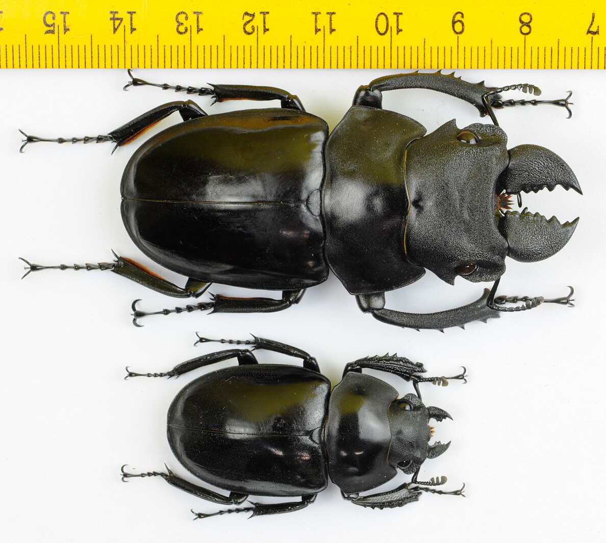 Very big Odontolabis latipennis 68mm