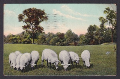UNITED STATES, Postcard, Herd of Sheep