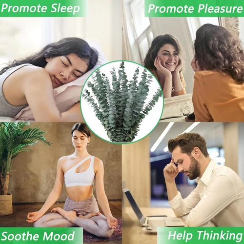 10 Pcs Dried Eucalyptus Stems 17" Real Eucalyptus for Shower Hanging 100% - Picture 6 of 9