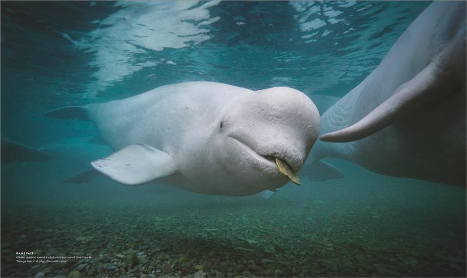Thumbnail - Das Geheime Leben Der Wale, Brian Skerry