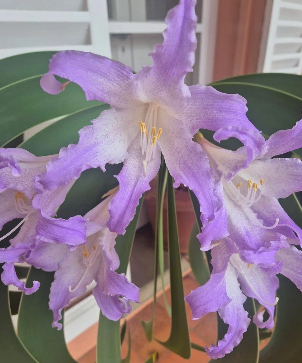 grünlilie englisch Chlorophytum comosum 'Green' main image 0