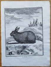 Rabbit Hare Le Riche - Buffon Large Edition Original Engraving -  1780