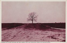 Postcard TX Dallas Highland Park Pecan Tree Preston Rd & Armstrong Pkwy 1910s