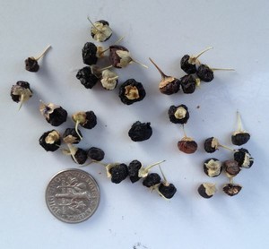 lycium planting berries goji berry seed