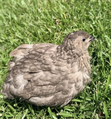 15+ RARE Dark and Stormy Coturnix Quail Hatching Eggs NPIP AI Free