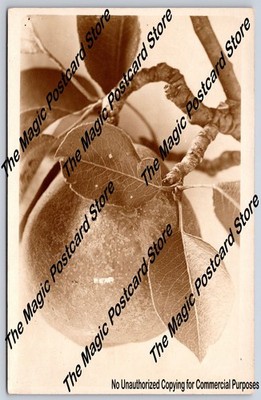 Botanical Study of Pear on Branch RPPC Antique Photo Camera Notes 1915