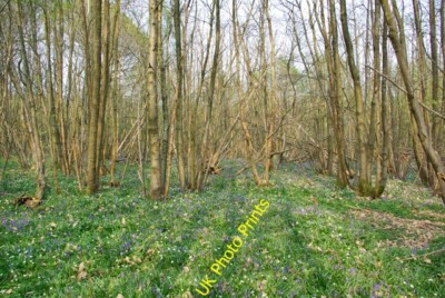 Foto 6x4 Flowery Copse Battle\/TQ7416 Wood Anemone and Bluebells Carpet c2007