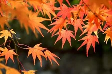 50 Red Maple Tree Seeds | Stunning Red Leaves