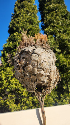 Bald-Faced Hornets Nest - Educational Purposes Or Display Beautiful Specimen. 