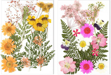 Natural Real Pressed Flowers Bulk Dried Flower Leaves Crafts Scrapbooking Resin