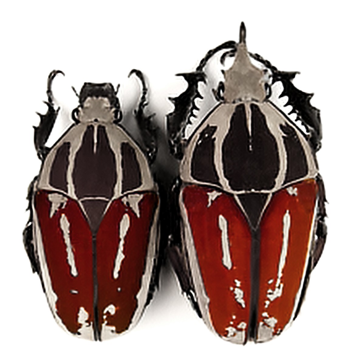 RED Mecynorrhina torquata ugandensis PAIR African Beetle 61mm and