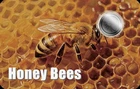 1/1000 oz Platinum Honey Bees 2026 Liberia .999 Platinum Coin in Card