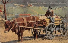 Kentucky Mountains Ox Cart  Carrying Lumber Vintage Postcard AA35873