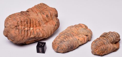 3 x DIACALYMENE OUZREGUI TRILOBITE FOSSILS, F121 - Foto 8 di 8