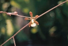 Encyclia aspera Blooom size  4" pot RARE IMPORTED SPECIES