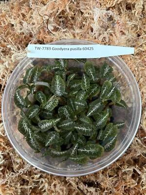 LOUISIANA ORCHID CONNECTION FLASK Goodyera pusilla JEWEL ORCHID