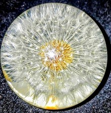 Paperweight, featuring a real dandelion seed head preserved inside, Lucite Shell