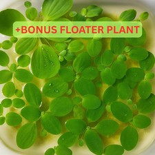 5-20 Dwarf Water Lettuce - Live Floating Aquarium and Pond Plant 20-80 Leaves