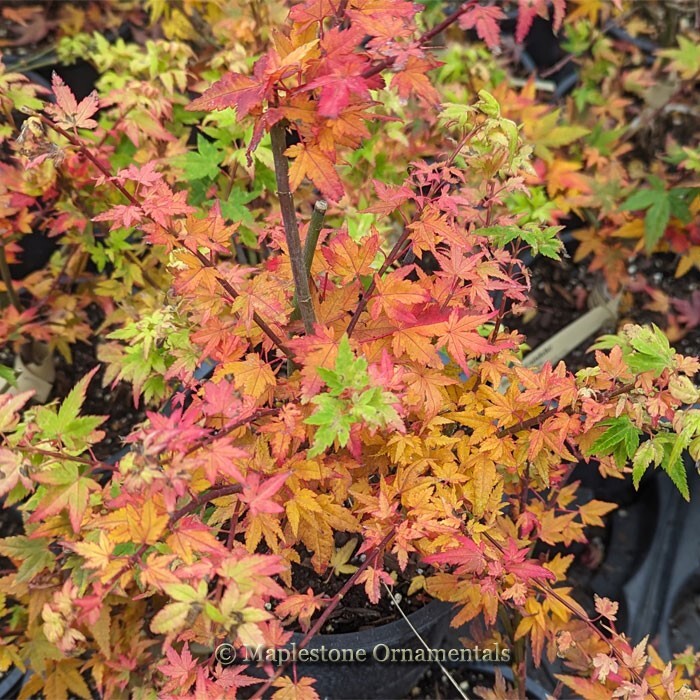 Acer palmatum 'Hanami nishiki' Japanese Maple. 2Gallon eBay